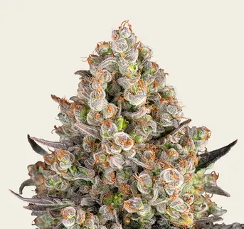 OG Kush - Image 1