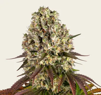 Sour Diesel - Image 1