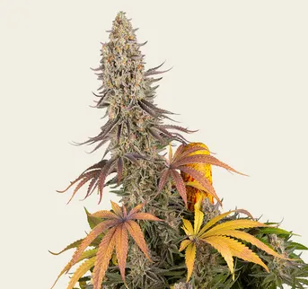 Sour Strawberry - Image 1