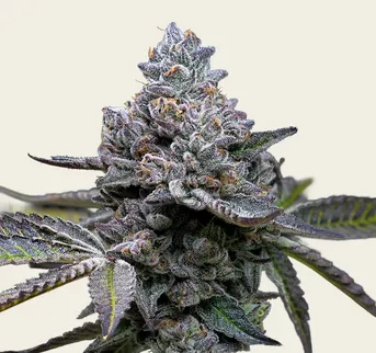 Apple Fritter - Image 1
