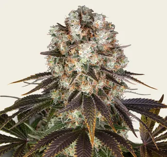 Bruce Banner - Image 1