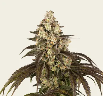 Trainwreck - Image 1