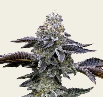 Blue Dream - Image 1