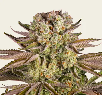 Pineapple Express - Image 1