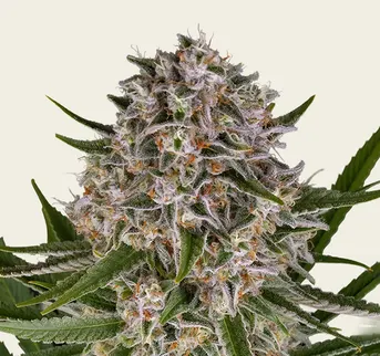 Lemon Haze Auto - Image 1