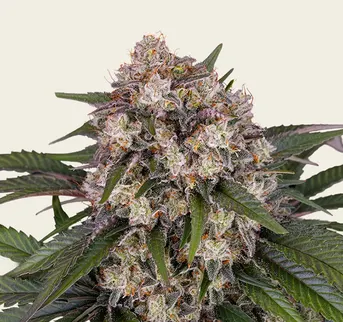 OG Kush Auto - Image 1