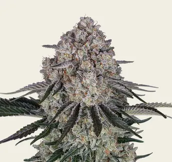 Sour Diesel Auto - Image 1