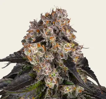 Girl Scout Cookies - Image 1