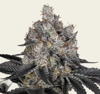 Gelato - Image 1