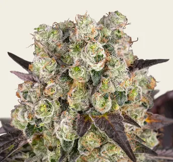 Purple Punch x Lemon Drizzle - Image 1