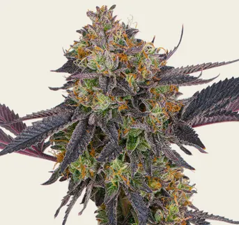 Tropicana Cherry - Image 1