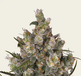 Insane OG - Image 1