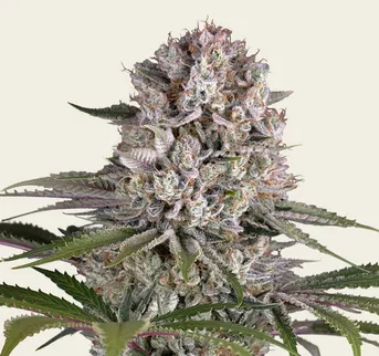 Amnesia Haze - Image 1
