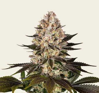 Hindu Kush - Image 1