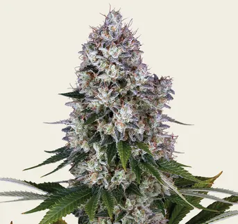 Northern Lights - Image 1