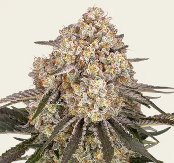 AK-47 - Image 1