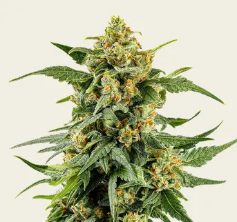 Skunk #1 - Image 1