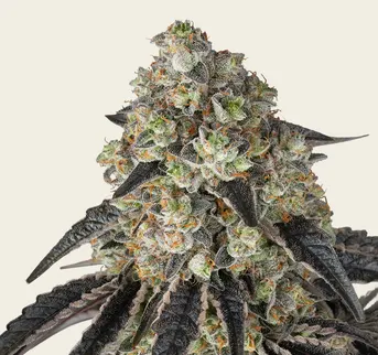Black Cherry Gushers - Image 1