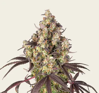 Lemon Cherry Gelato - Image 1