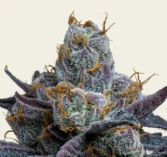 White Runtz - Image 1