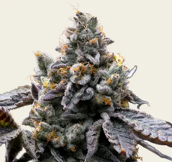 GMO Cookies - Image 1