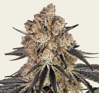 Rainbow Sherbet - Image 1