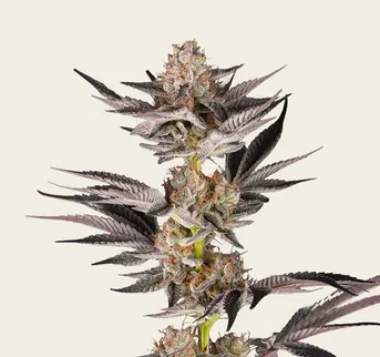 RS11 x Banana OG - Image 1