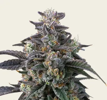 Super Boof - Image 1