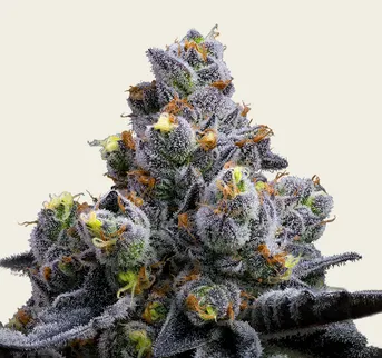 Garlic Cookies - Image 1