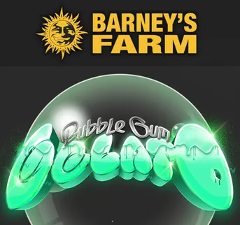 Bubblegum Gelato - Image 1