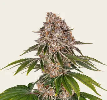 Cookie Casket - Image 1