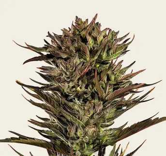 Thin Mint x Sour Pinot Auto - Image 1
