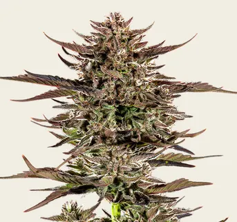 Frosted Zinn x 3 Bears OG Auto - Image 1
