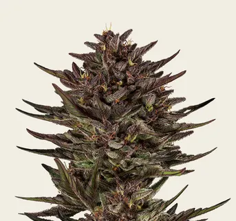 Frosted Zinn x Cookie Dog Auto - Image 1