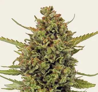 Acapulco Gold - Regular - Image 1