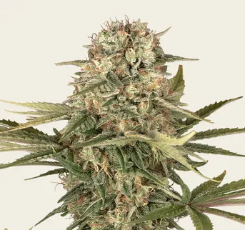 Master Kush - Regular - Image 1