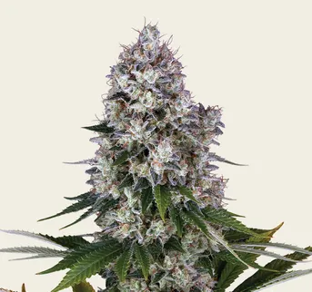 Northern Lights - Regular - Image 1