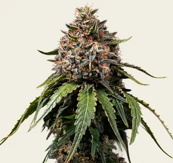 White Widow - Regular - Image 1