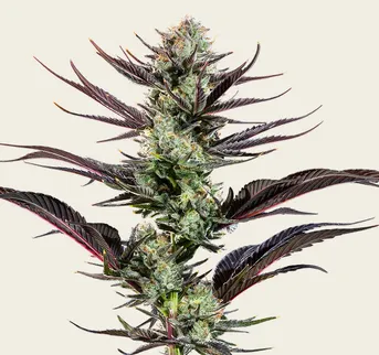 Thin Mint Frosting - Image 1