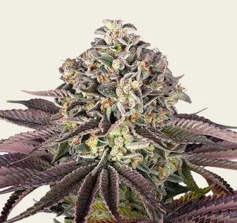 GrandDaddy Purple - Image 1