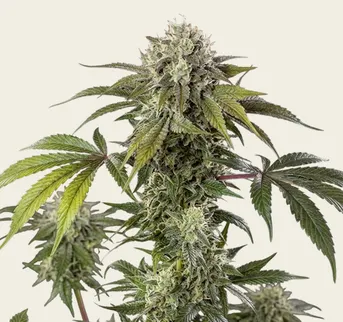 Durban Z - Image 1