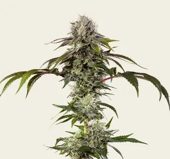 Durban Poison - Image 1