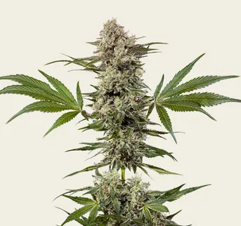 Banana Runtz - Image 1