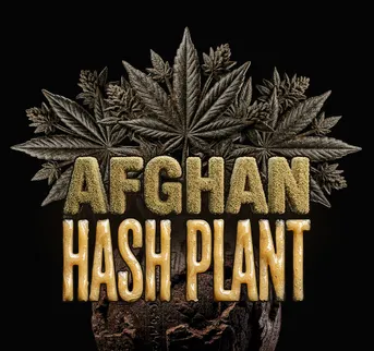 Afghan Hash Plant Auto - Image 1