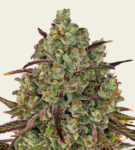 Tangerine Dream - Main Image