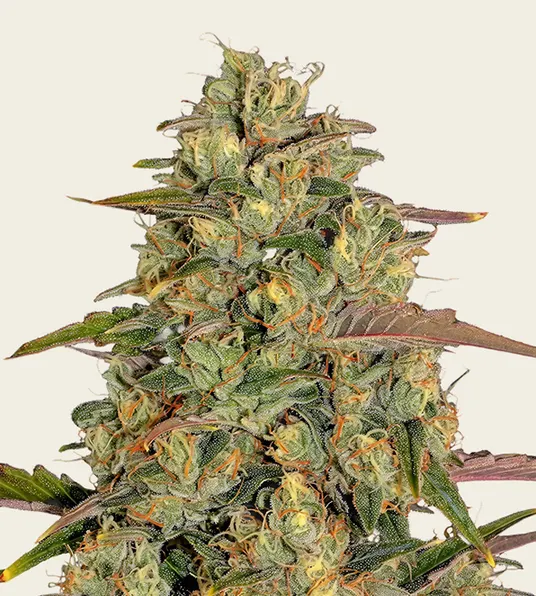 Amnesia Lemon - Main Image