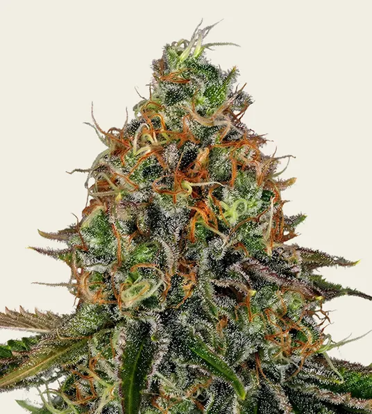 Tangerine Dream Auto - Main Image