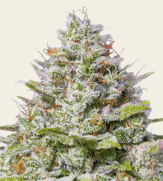 Blue Gelato 41 - Main Image