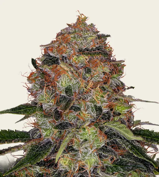 Shiskaberry - Main Image