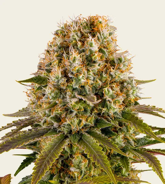 Strawberry Lemonade - Main Image